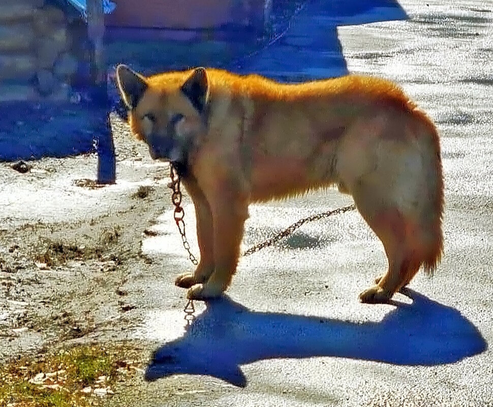 Сторож. - Ольга Довженко