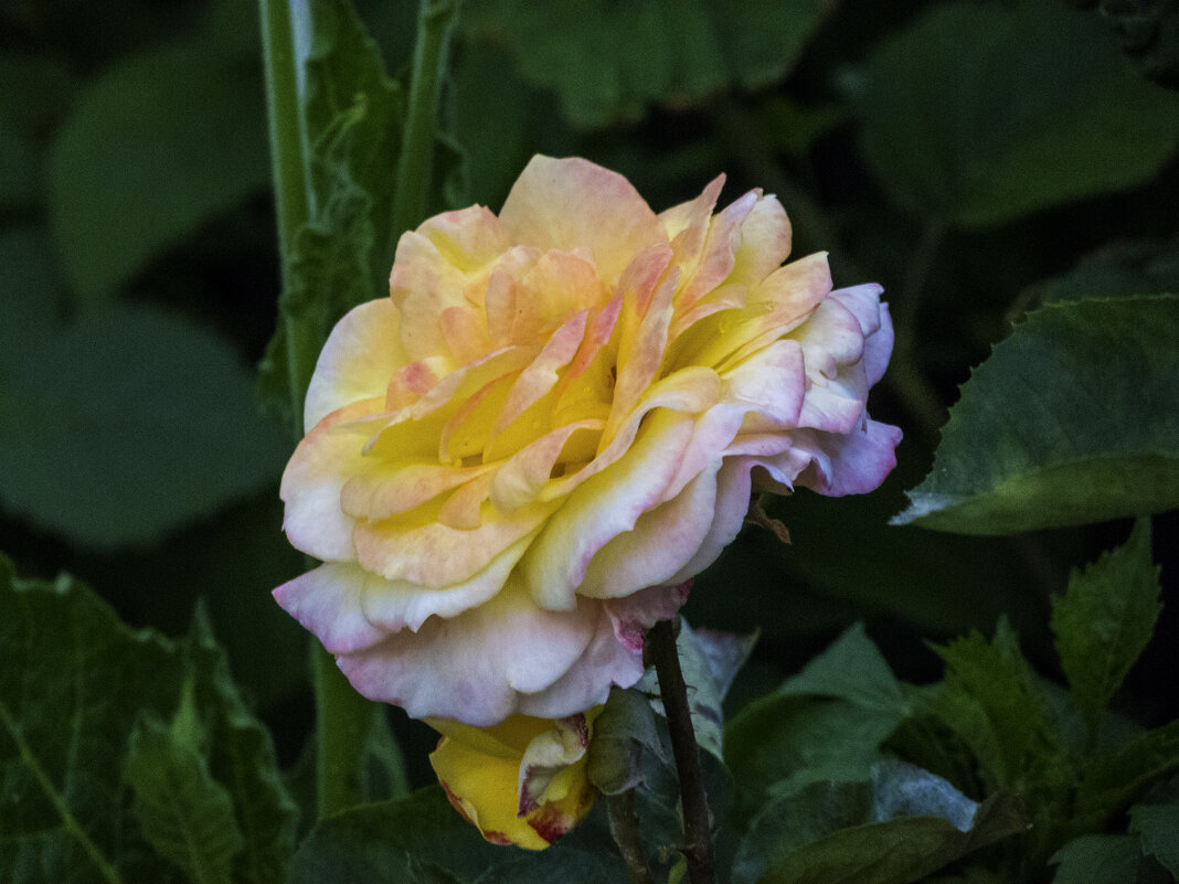 Глория  Дей - Валентин Семчишин