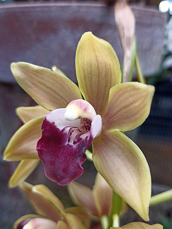 Наипрекраснейшие - Pippa 