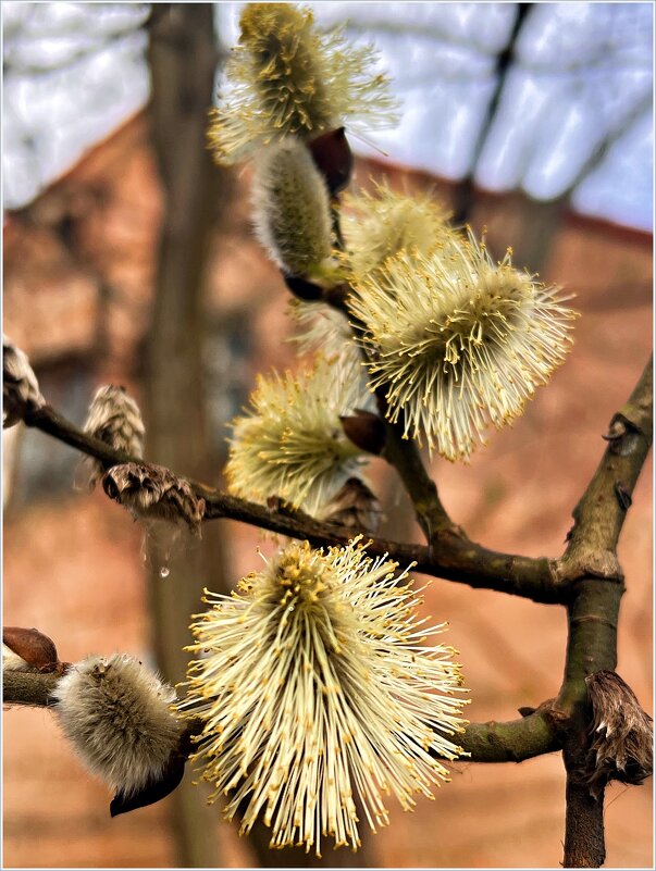 Весенний этюд. - Валерия Комова Весенний этюд. - Валерия Комова