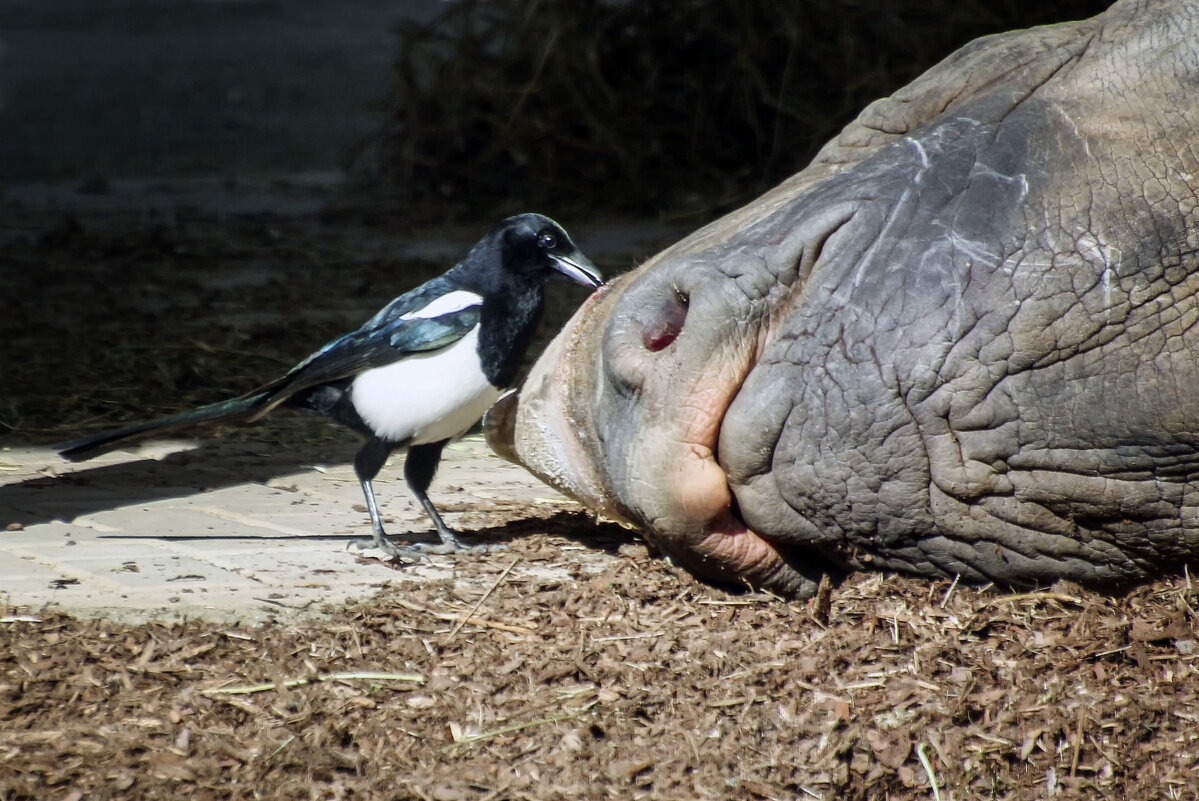 ****** - Андроник Александр ****** - Андроник Александр