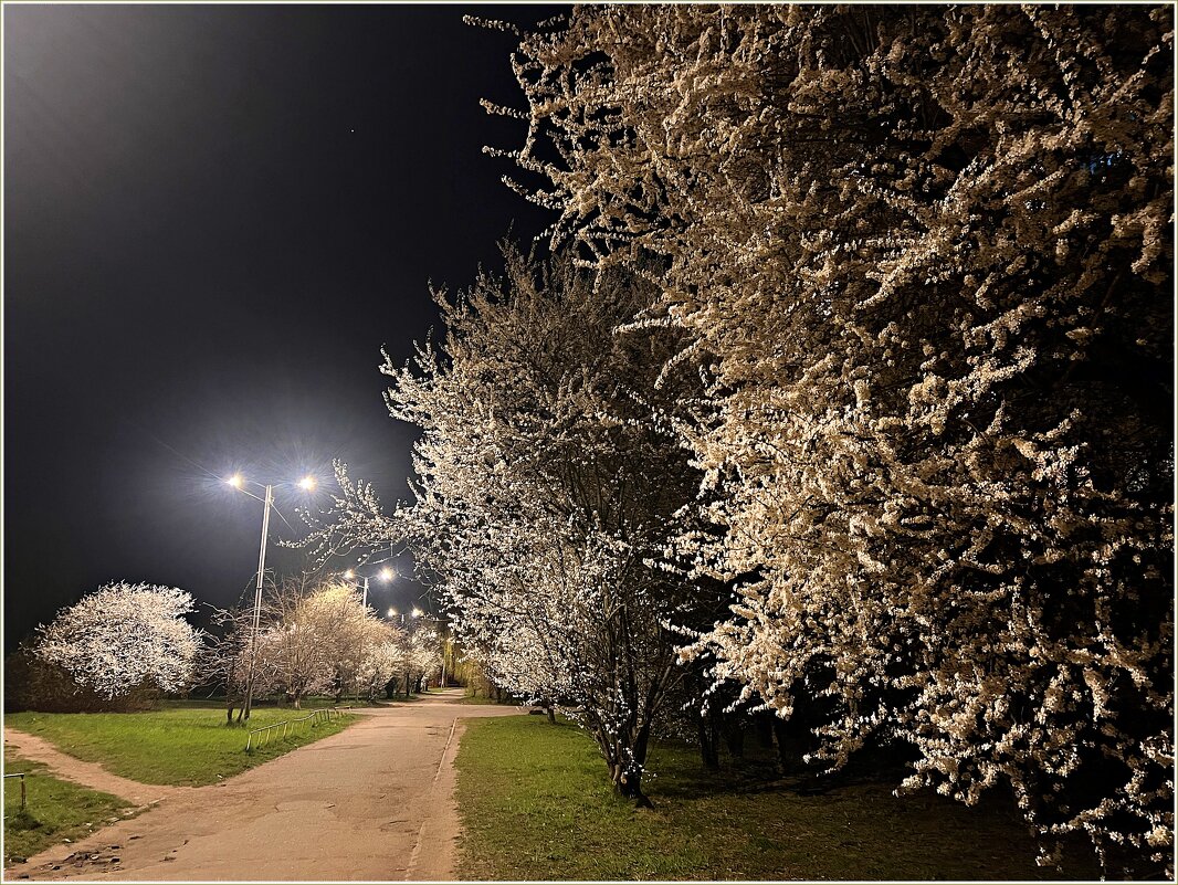 Ночное цветение. - Валерия Комова Ночное цветение. - Валерия Комова