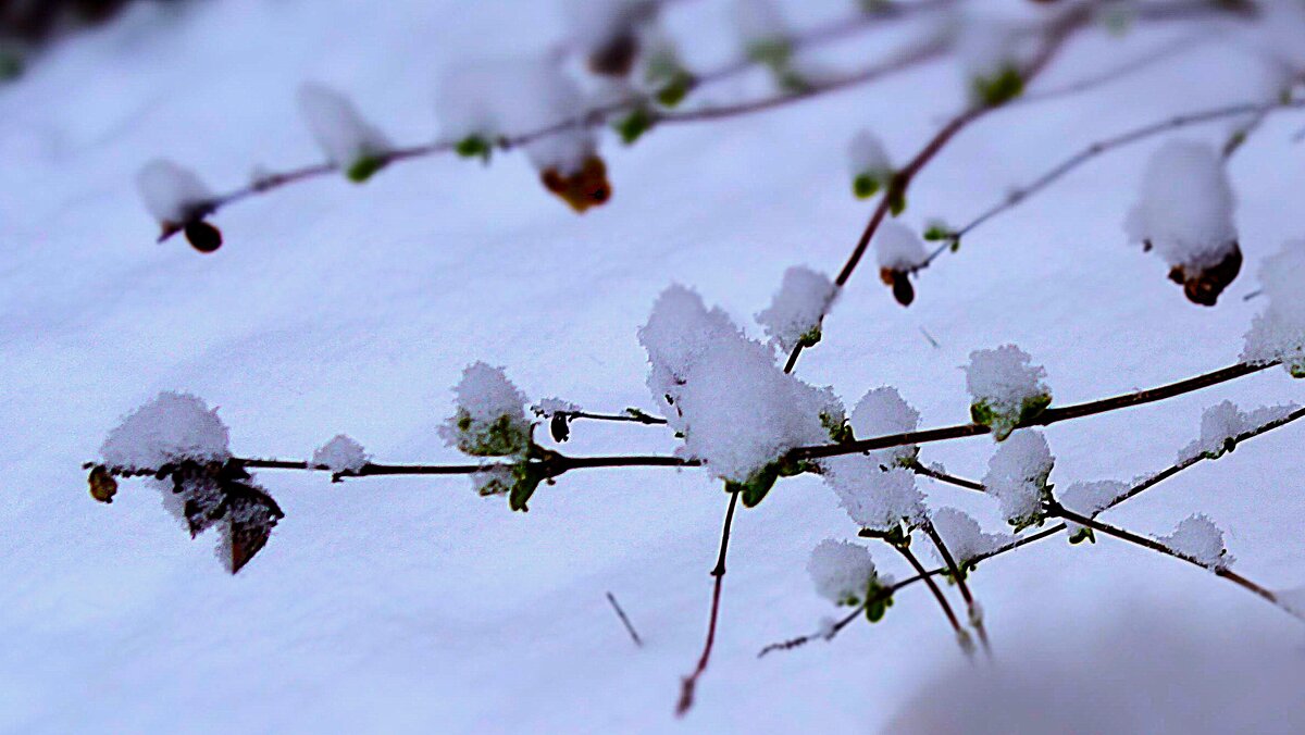 *** с н е ж н ы е шапочки *** - Olga Oskolkova *** с н е ж н ы е шапочки *** - Olga Oskolkova