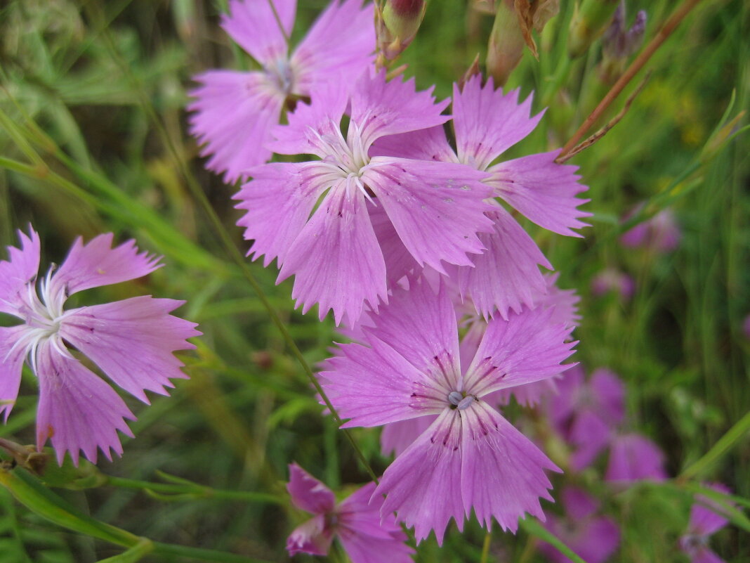 Гвоздика - Anna Ivanova