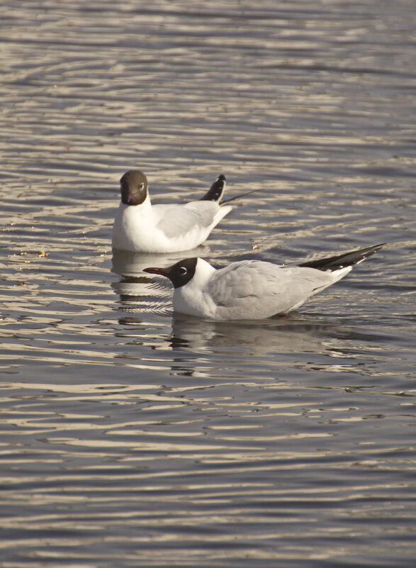 сладкая парочка - Владимир Зырянов