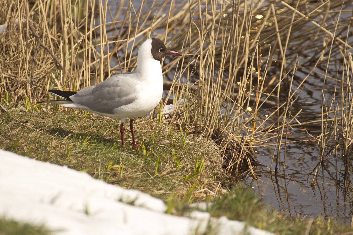 А что там? - Владимир Зырянов