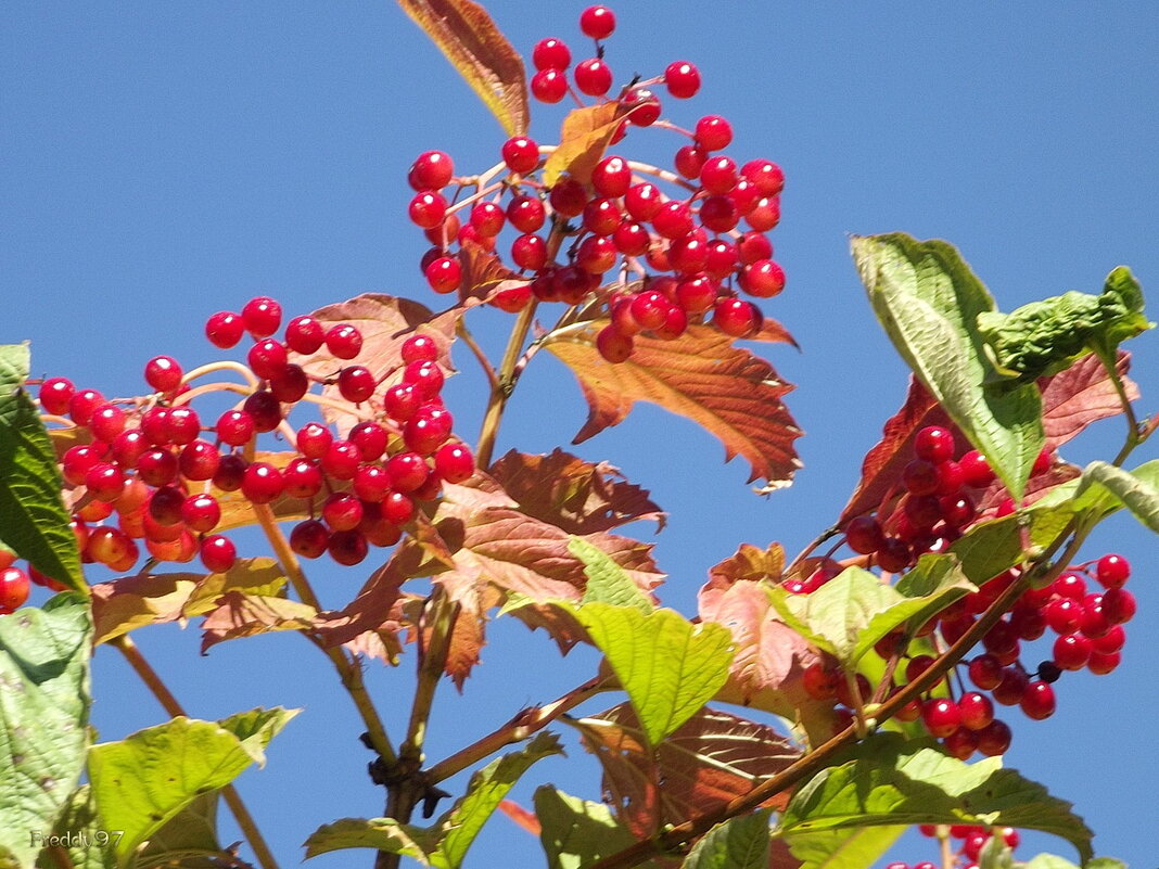 Калина - Freddy 97