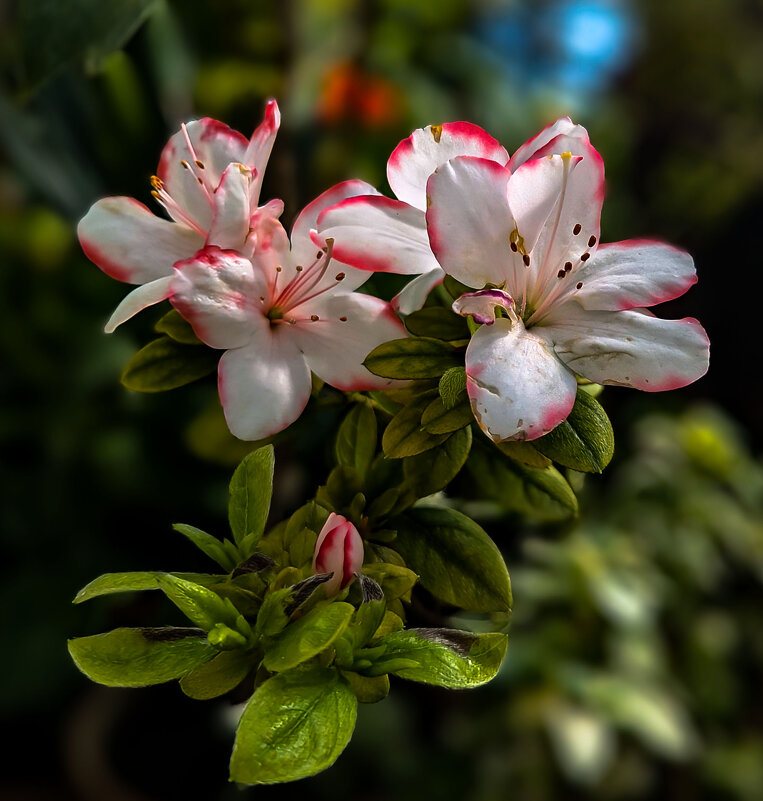 домашняя азалия - Наталья Крюкова