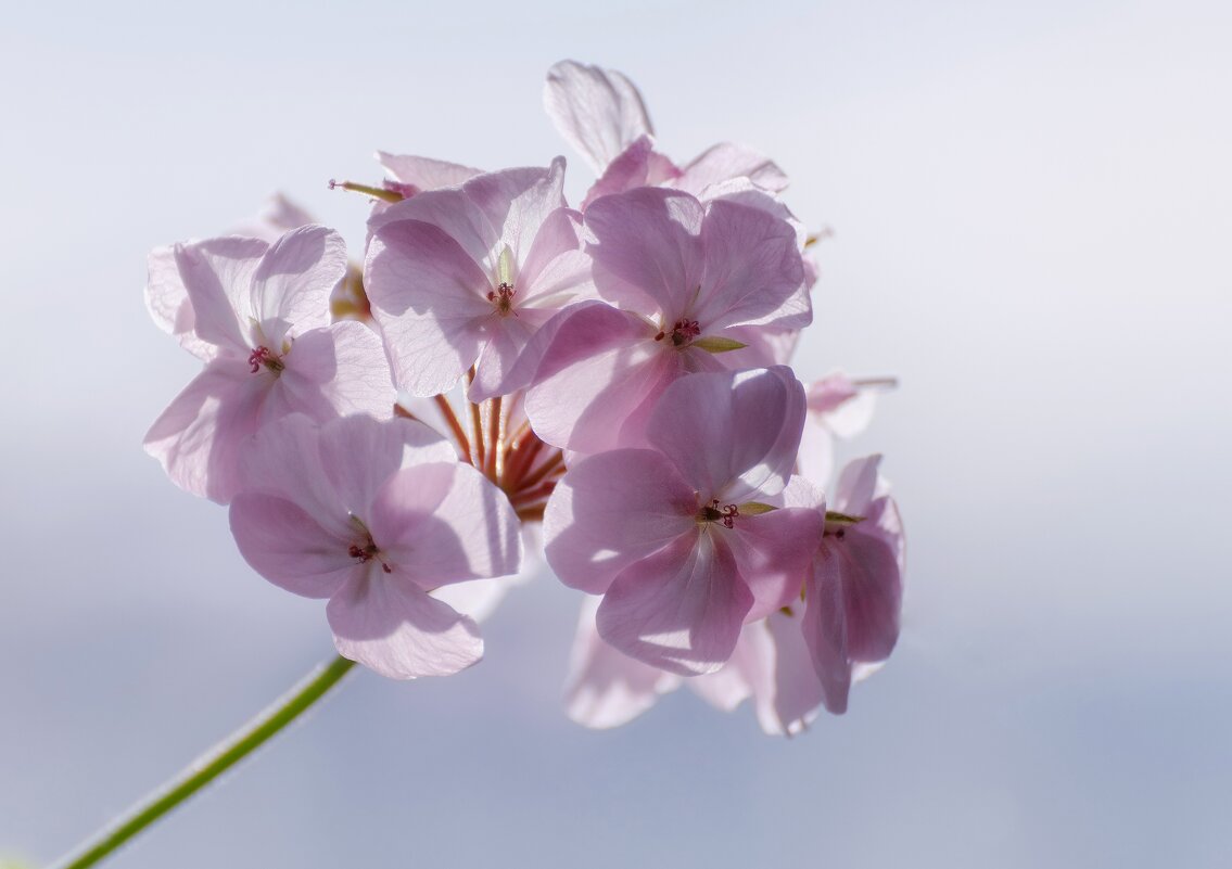 Примула - Марина Фомина. Примула - Марина Фомина.