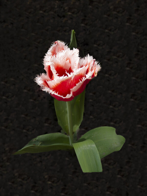 Тюльпан махровый - Евгений Тюльпан махровый - Евгений