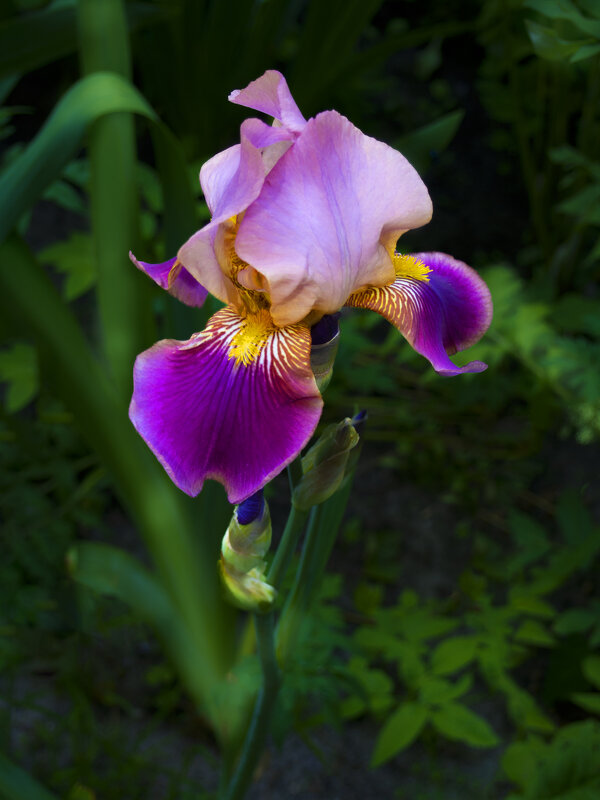 Ирис - Евгений 