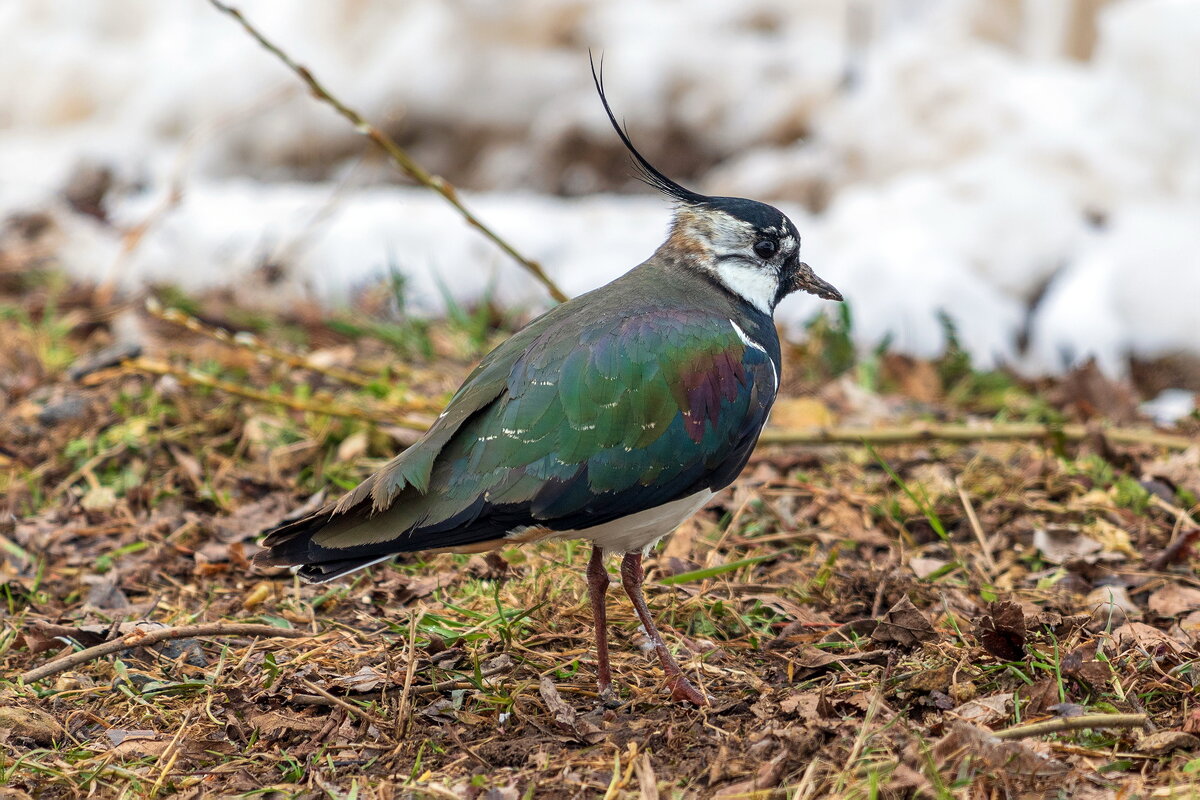 Чибис. - Анатолий. Chesnavik.