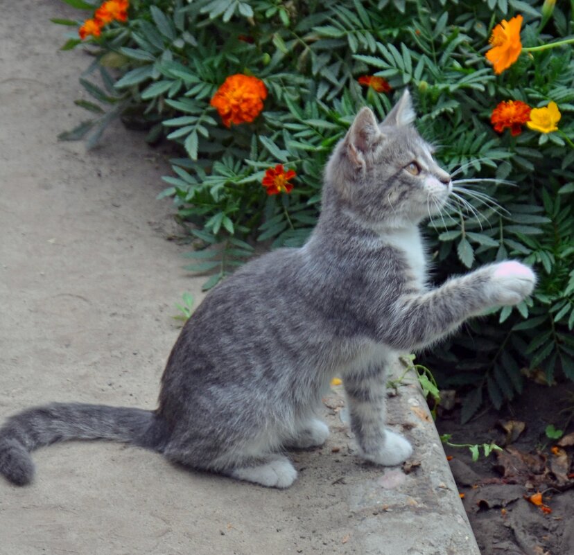 Дай лапу, друг - Сергей М Дай лапу, друг - Сергей М