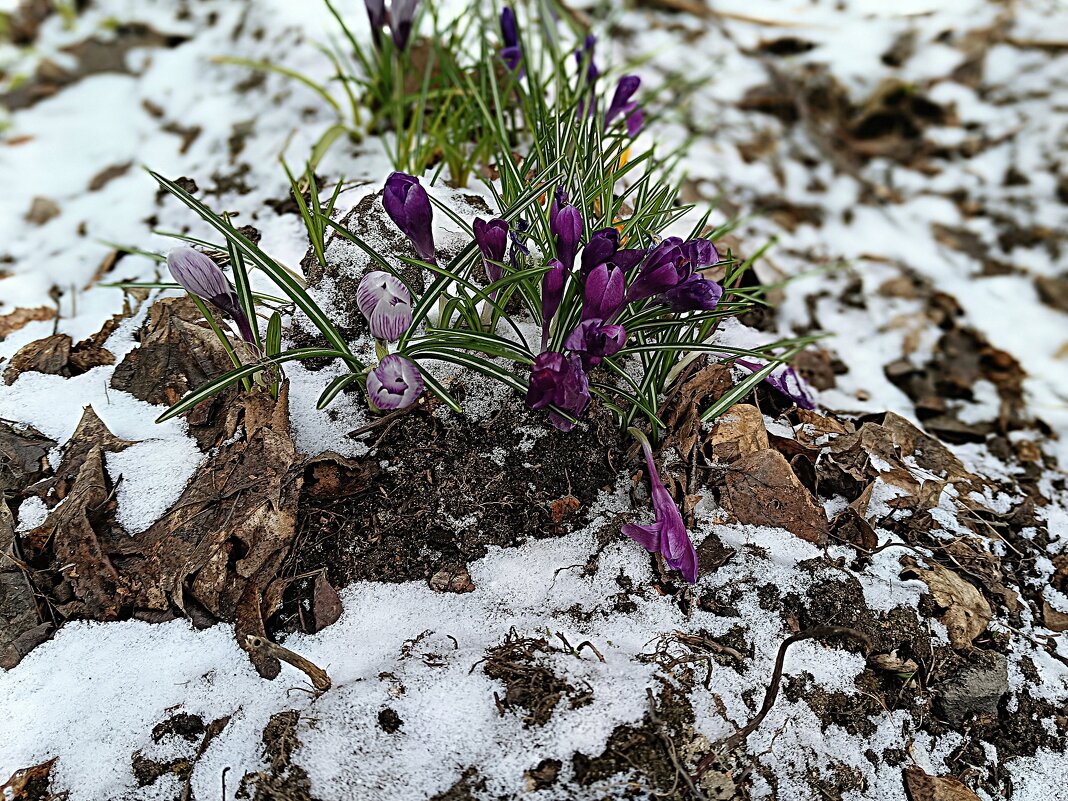 Первоцветы припорошило... - Мария Васильева