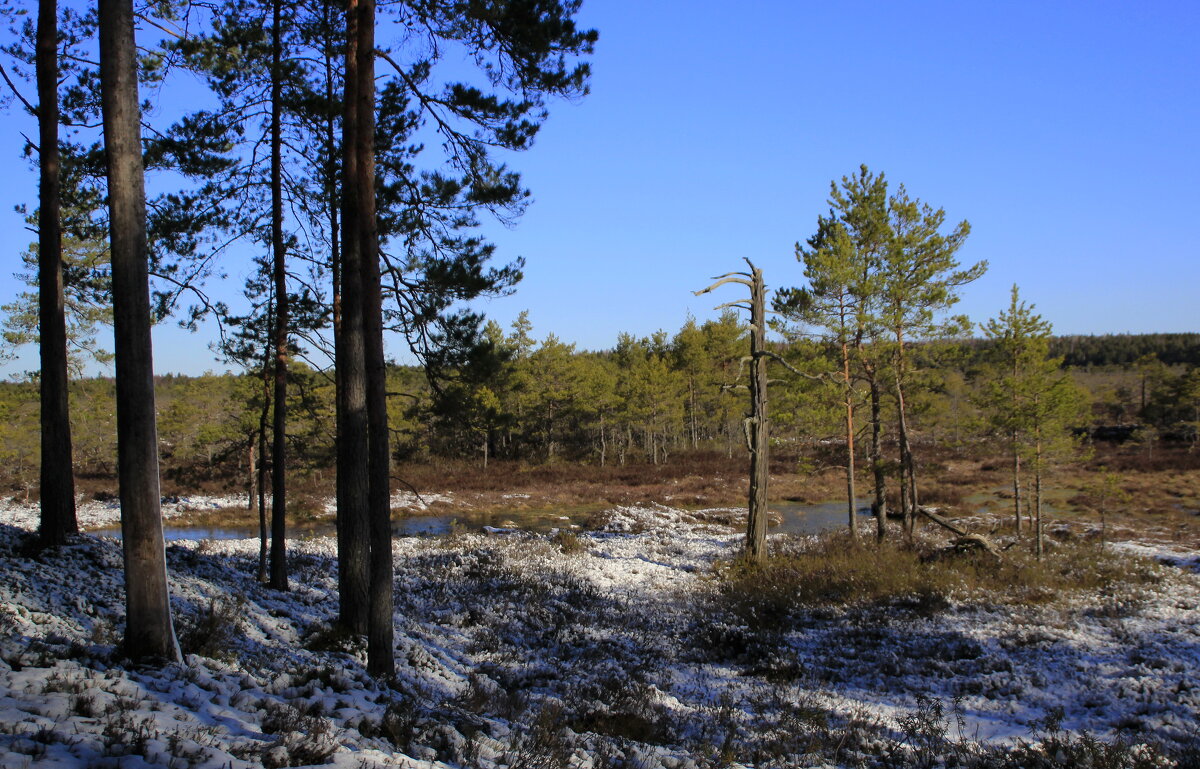 Фрагменты апрельского леса.. - Татьян@ Ивановна