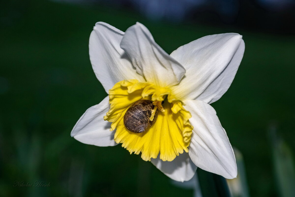 Улитка на нарциссе... - Николай Гирш