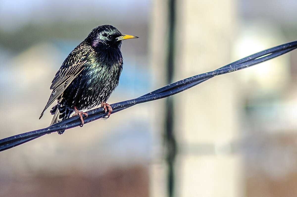 Я принес вам весну - Андрей Щетинин Я принес вам весну - Андрей Щетинин