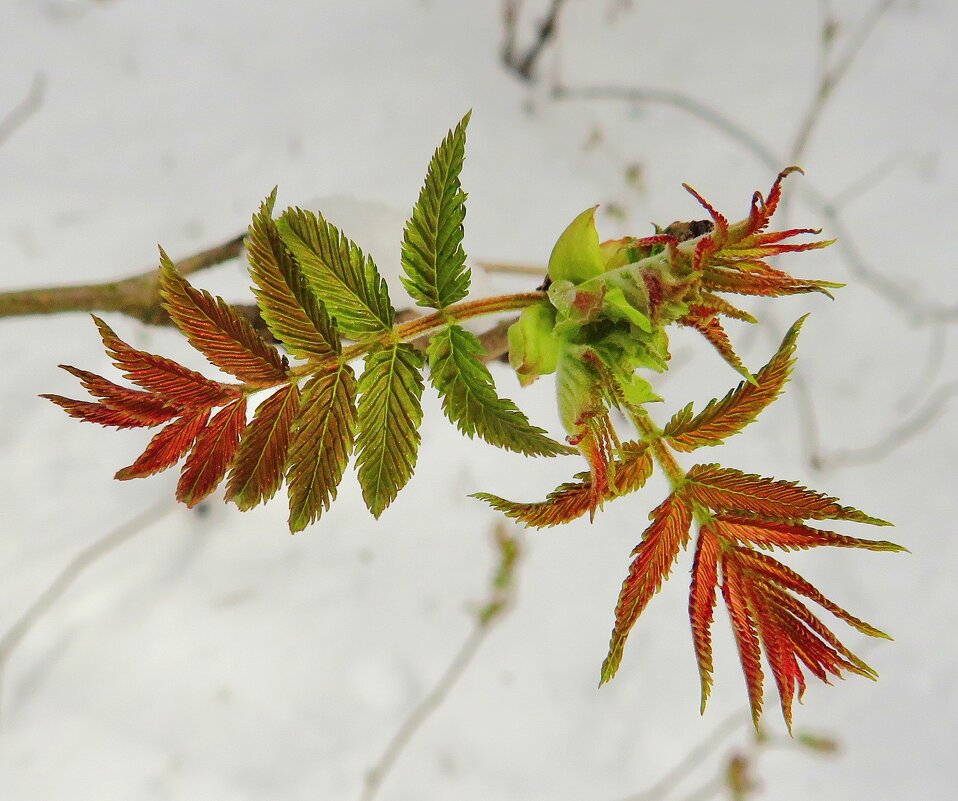 Рябинник рябинолистный - Андрей Снегерёв