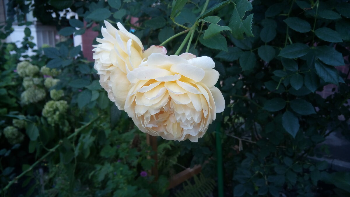 ,,, - Сергей Тимоновский