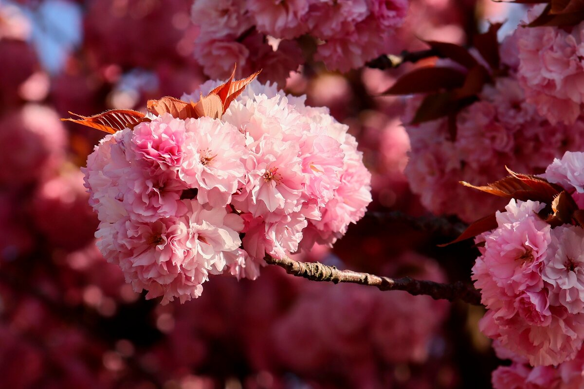 Сакуры цветение - Юрий. Шмаков