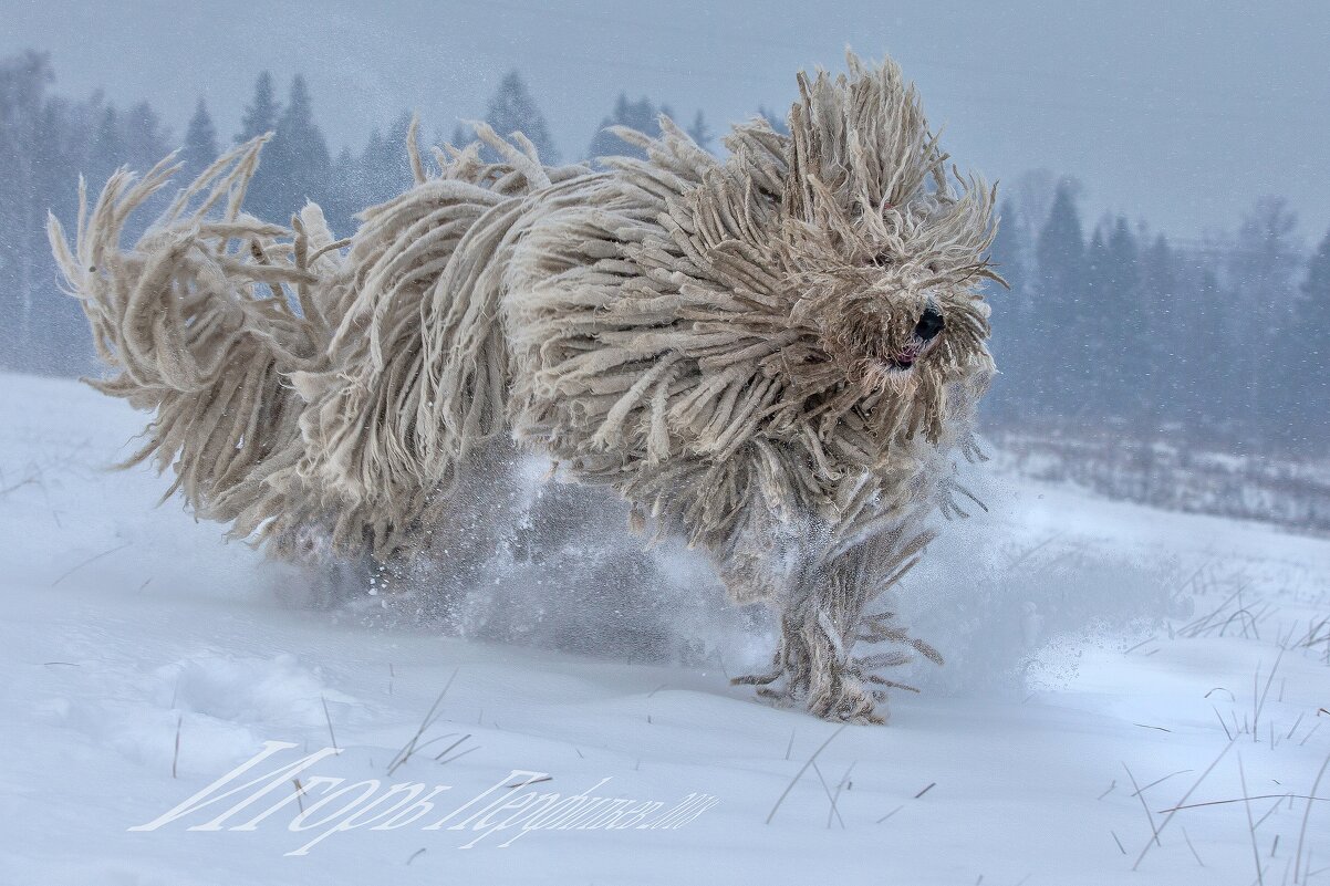 веном - игорь 