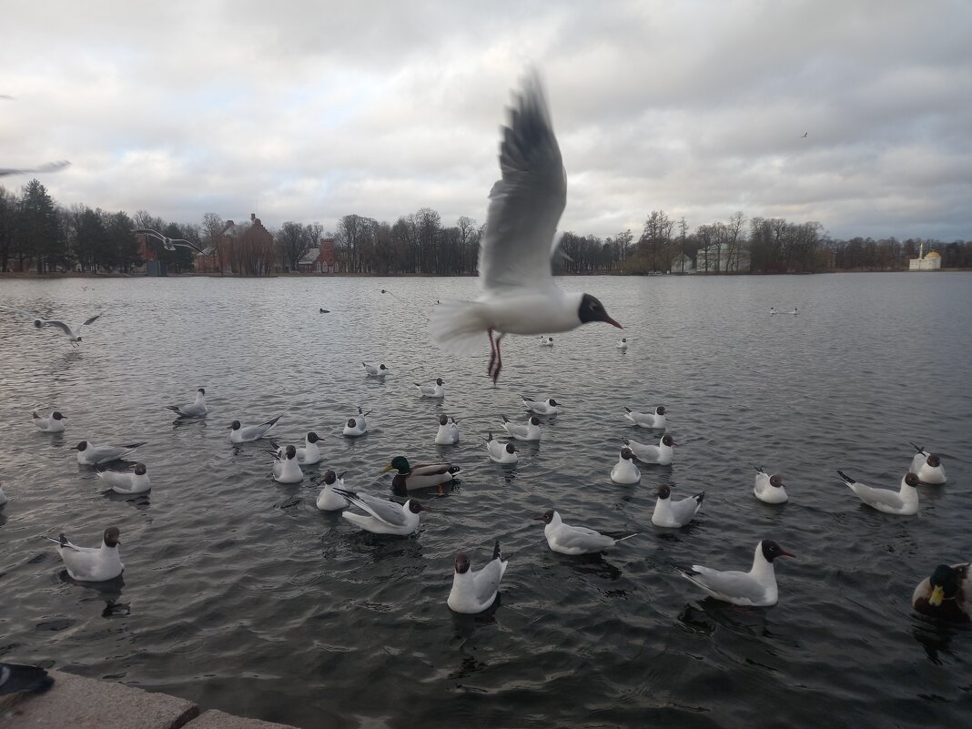 Чайки - Сапсан 