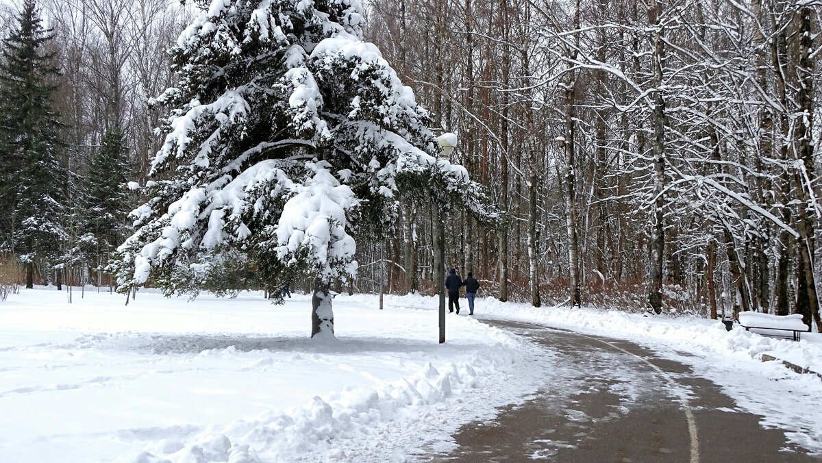 Украсил снег весенний парк. - Милешкин Владимир Алексеевич 