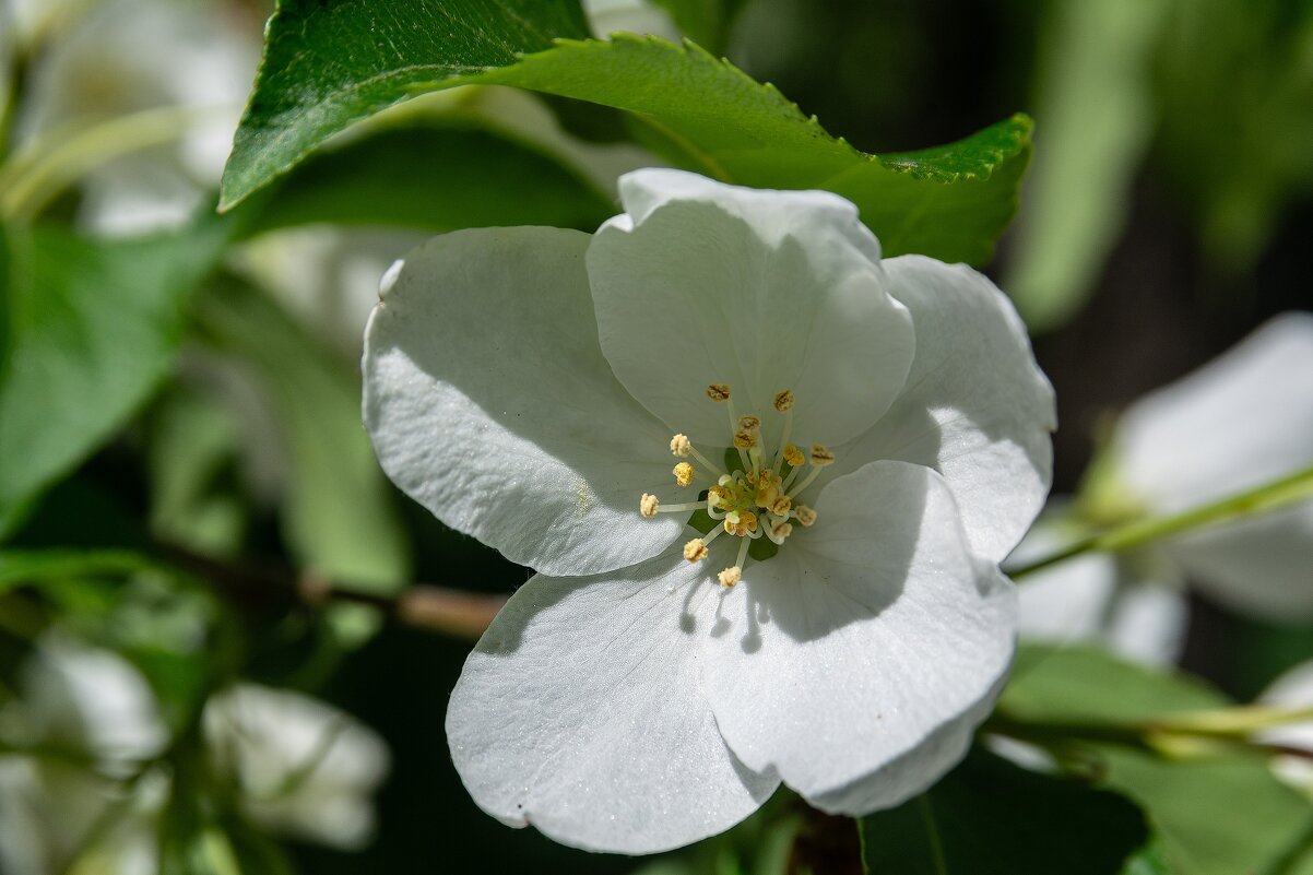 *** - Виктор Иванович Чернюк