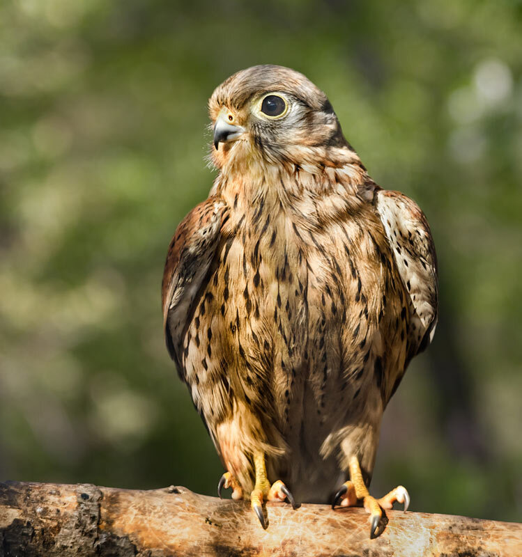 Пустельга - SanSan 