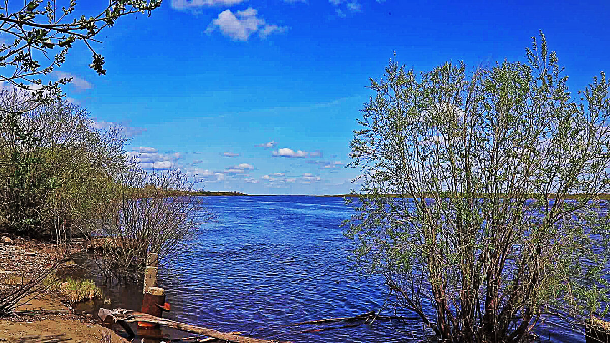 Июнь...Молодое лето на Оби! - Владимир 