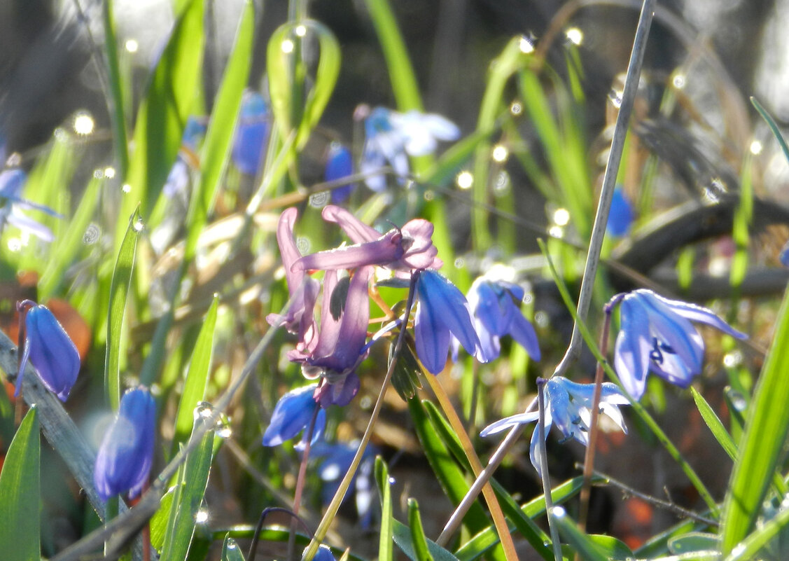 *** - Лера *** - Лера