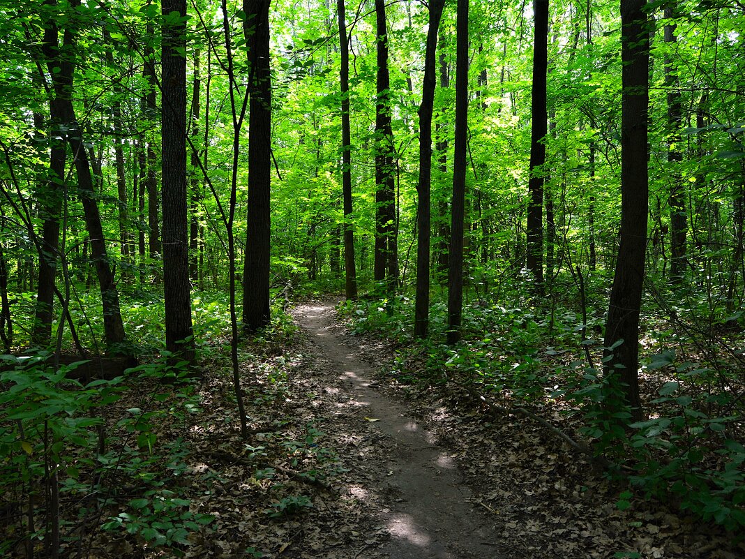 Чебоксары. Тропинка в западной части рощи Гузовского летом. - Пётр Чернега Чебоксары. Тропинка в западной части рощи Гузовского летом. - Пётр Чернега