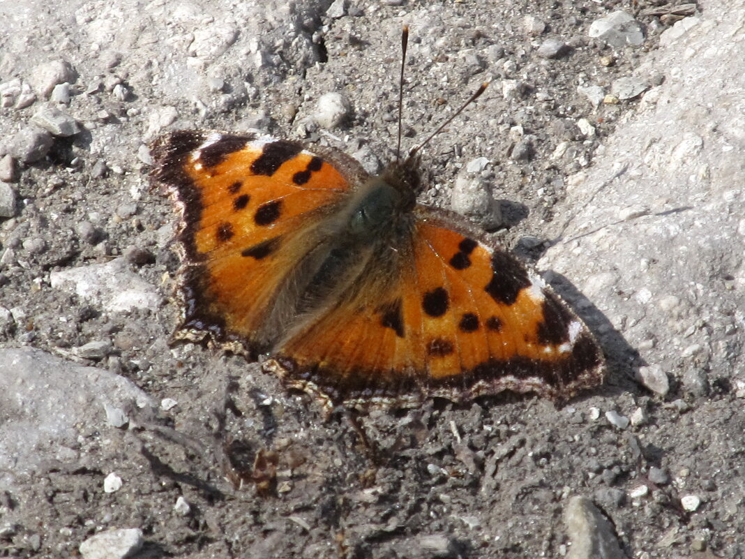 Первые ! - Елена Шаламова