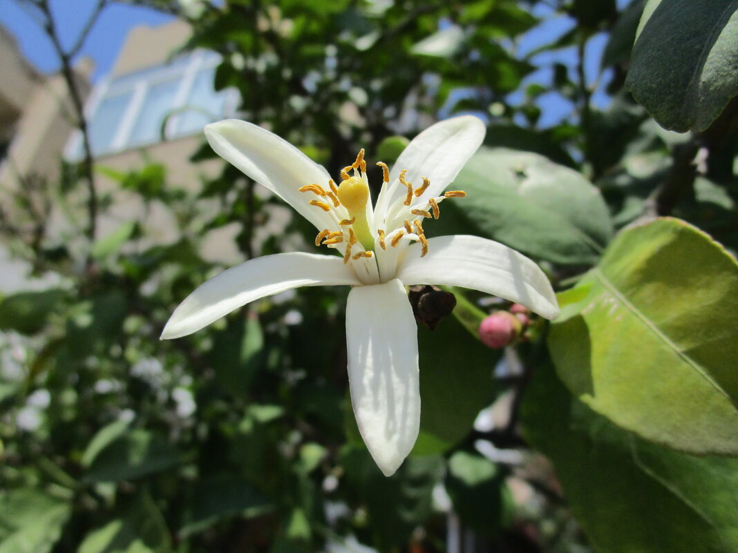 цветёт лимон - Елена Шаламова