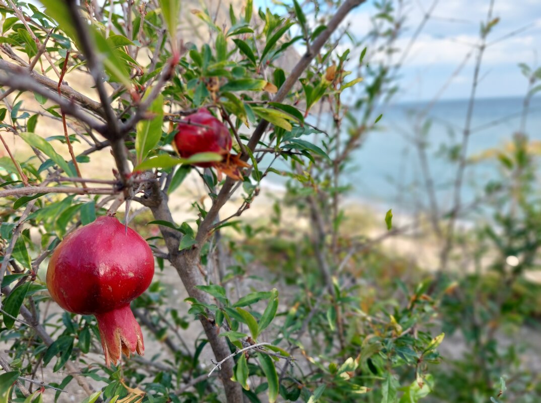 Крымские гранаты - ИРЭН@ .