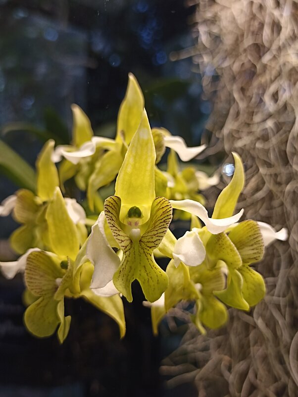 Наипрекраснейшие - Pippa 