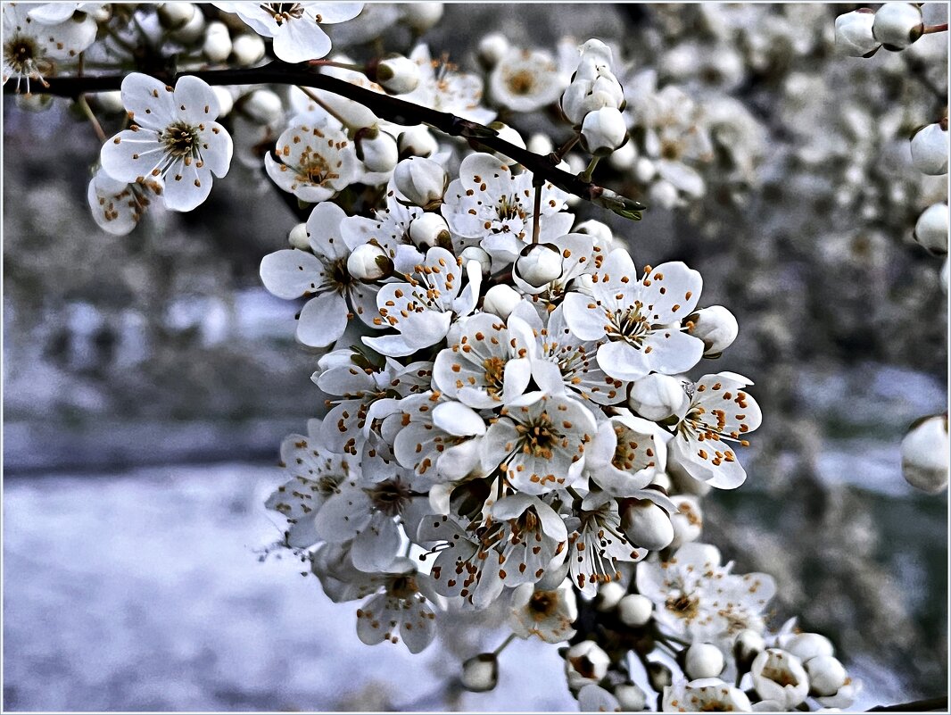 Пережили снег. - Валерия Комова