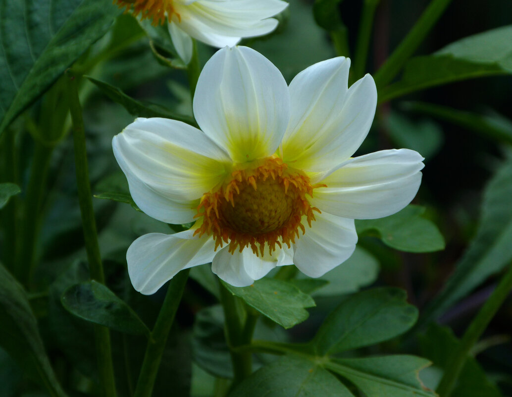 Белоснежная Георгина - Валентин Семчишин Белоснежная Георгина - Валентин Семчишин