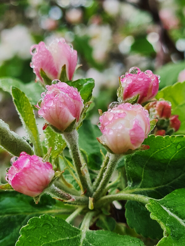 Яблоня - Валерий Ткаченко