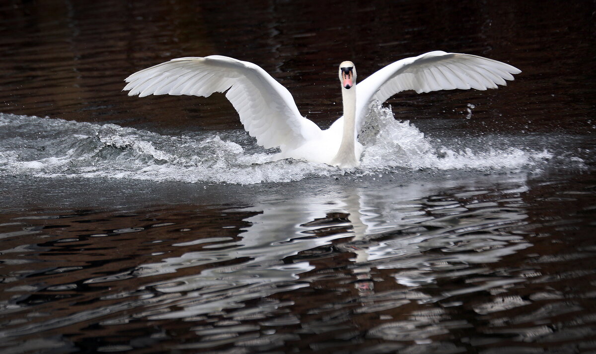 апрель - Михаил Бибичков апрель - Михаил Бибичков