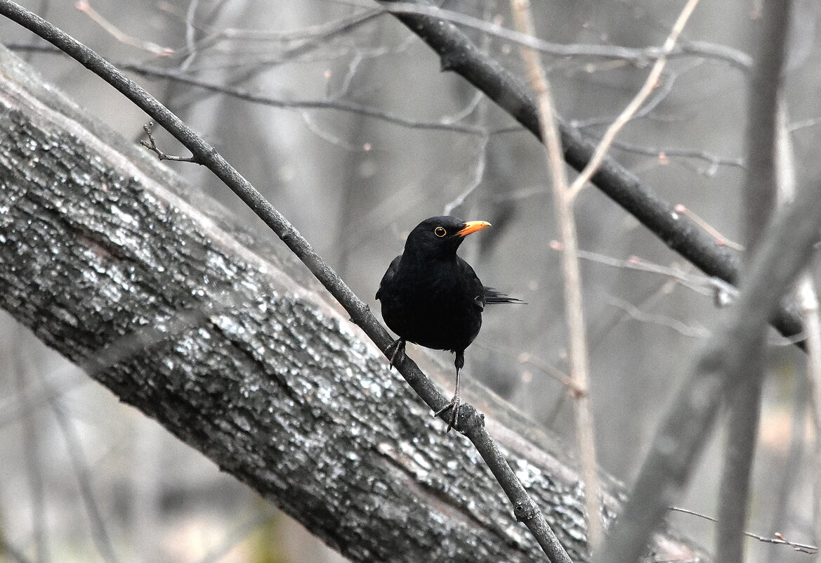 черный - Алексей . черный - Алексей .