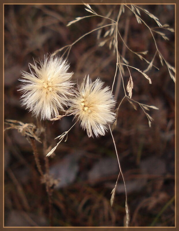 Пушистики - lyudmila Курлова Пушистики - lyudmila Курлова