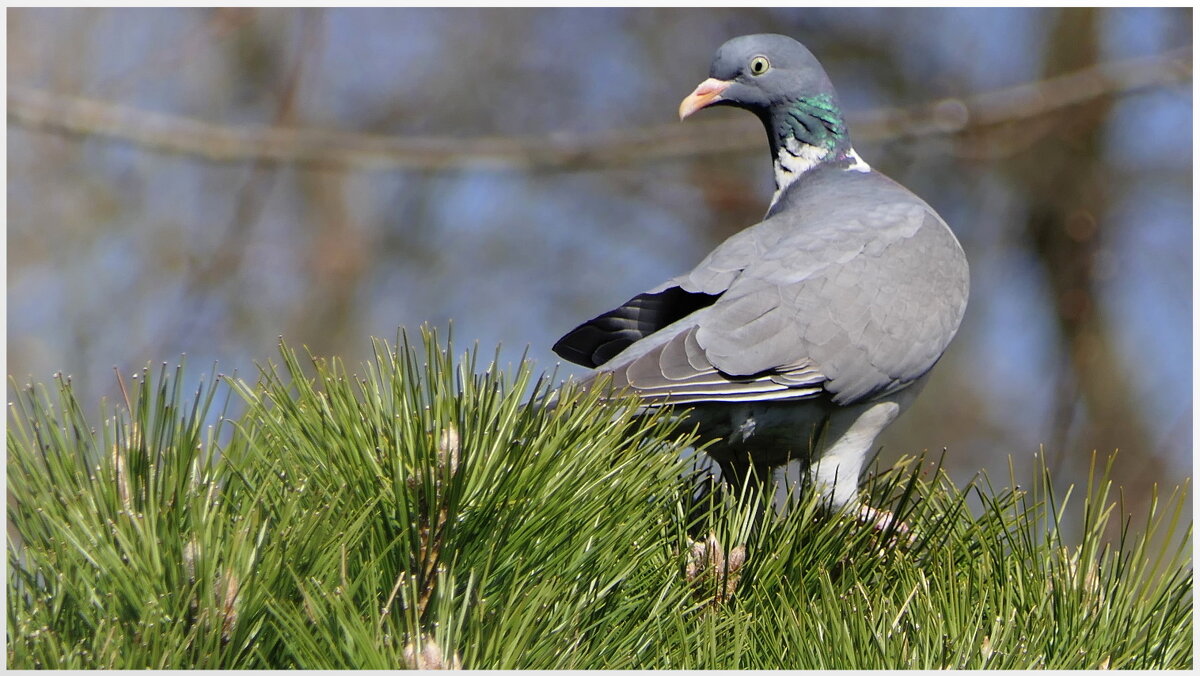 "Вяхирь" дикий лесной голубь в естественной среде. Мир Природы Bayreuth Tierpark... - "The Natural World" Александер "Вяхирь" дикий лесной голубь в естественной среде. Мир Природы Bayreuth Tierpark... - "The Natural World" Александер
