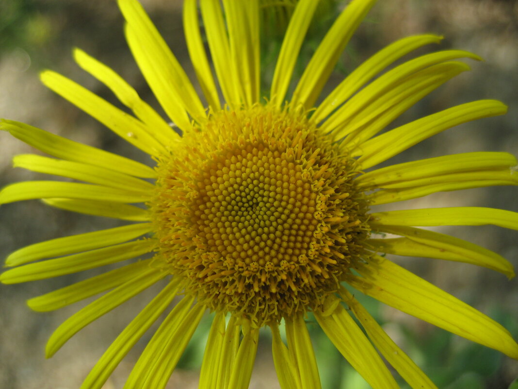 Девясил - Anna Ivanova