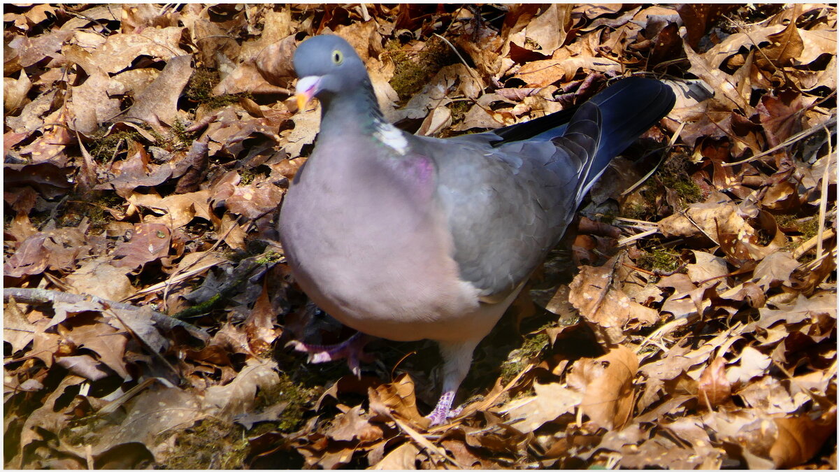 .. - "The Natural World" Александер