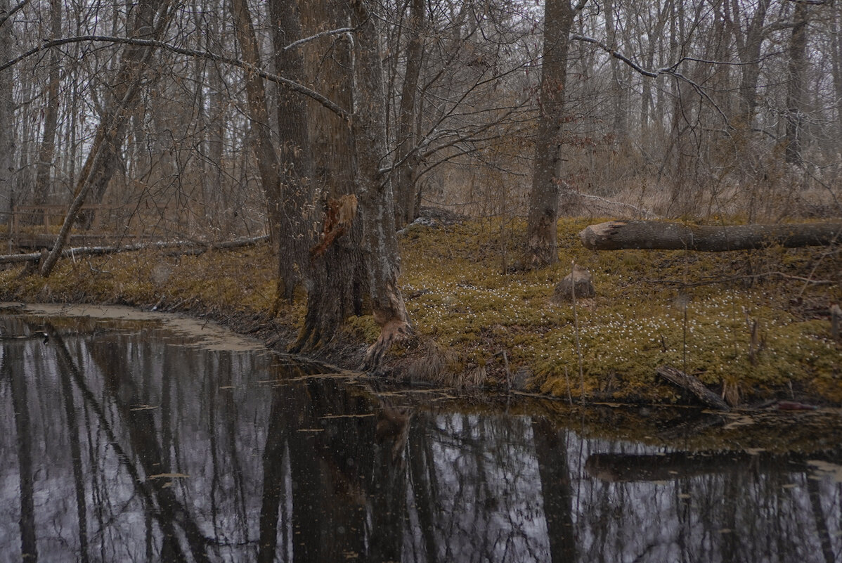 … - Татьяна Аникина