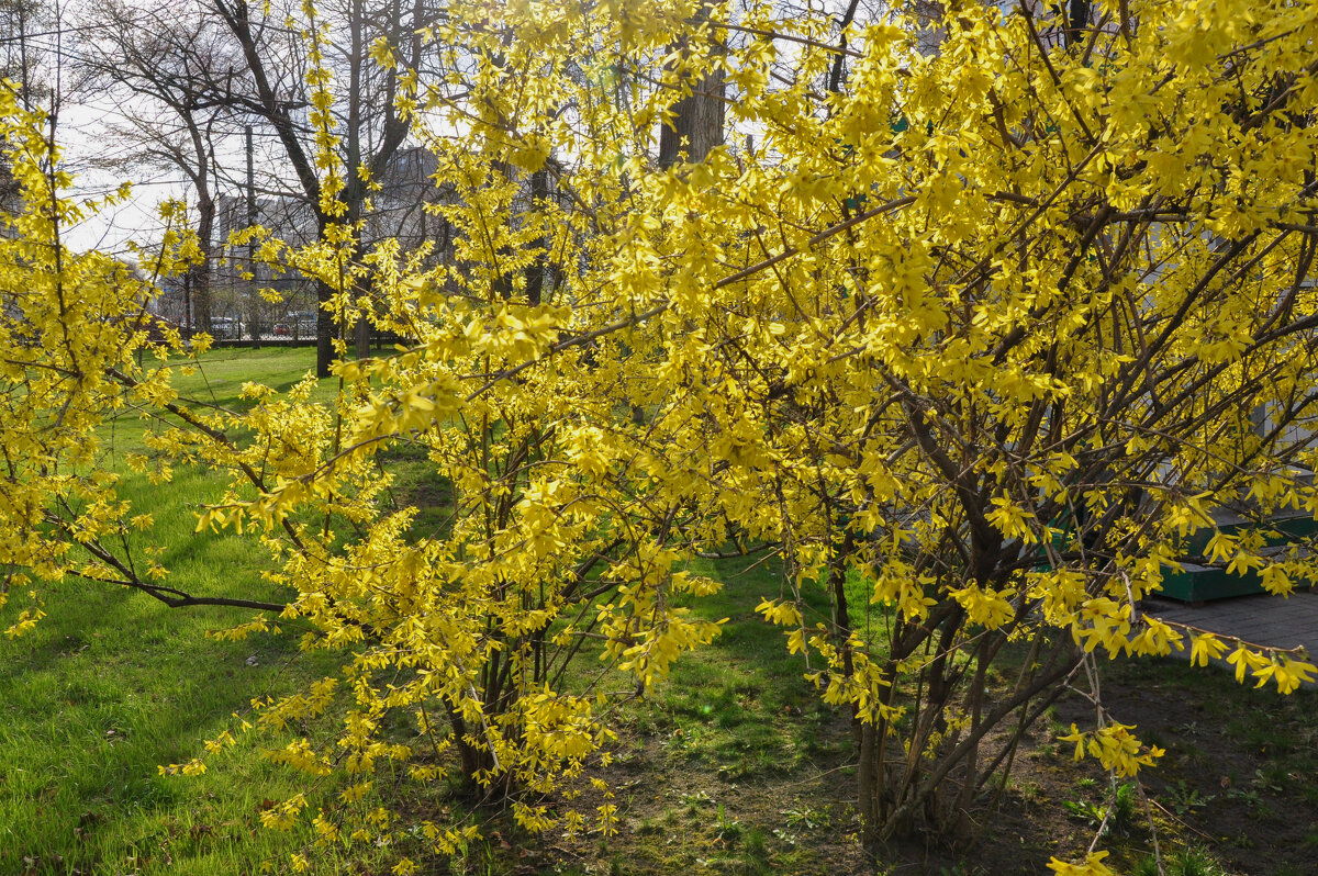 Удивительный кустарник-первоцвет форзиция украшает Кольцовский сквер - Татьяна Машошина Удивительный кустарник-первоцвет форзиция украшает Кольцовский сквер - Татьяна Машошина