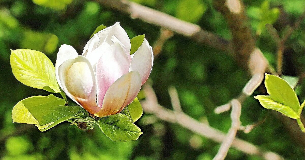 Магнолия - ZNatasha -