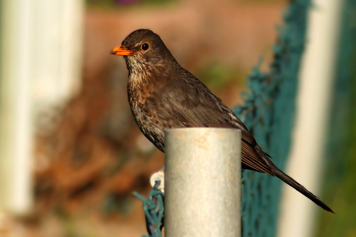 Самочка дрозда - Юрий. Шмаков Самочка дрозда - Юрий. Шмаков