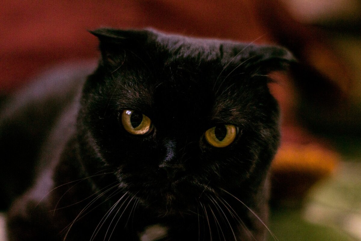 Бумер - Тамара Федорова